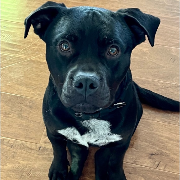 🌟POSH AMBASSADOR🌟 - Picture 4 of 6